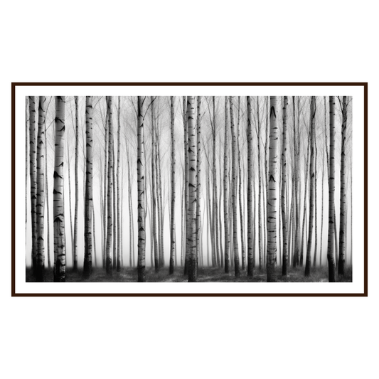 Serenity in Monochrome: Black and White Birch Trees for Samsung’s The Frame TV