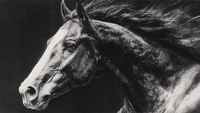 Dramatic black and white portrait of horses showing power and grace with windswept manes and muscular forms in high contrast